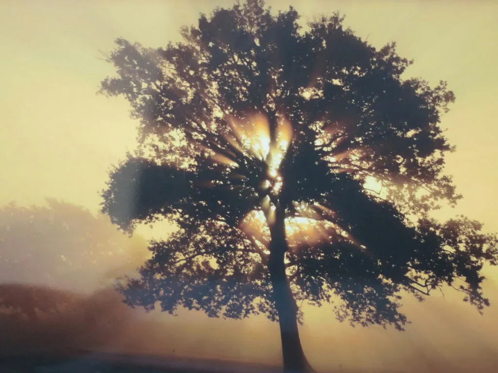 Silhouette d'un grand arbre traversée par les rayons du soleil dans la brume matinale